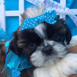 Shih Tzu Puppies from Falling Star