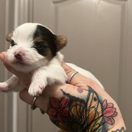 Yorkshire Terrier Puppies from Behrens_Beauties