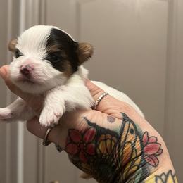 Yorkshire Terrier Puppies from Behrens_Beauties