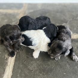 Cavapoo puppies from Still Water Puppies