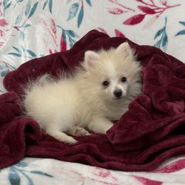 Teddy - Cream parti male Pomeranian puppy in Effort, Pennsylvania from Pomeranian Puppies
