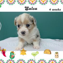 Salsa - Blue merle and white female American Corgi puppy in Mansfield, Ohio from Moonrise corgis