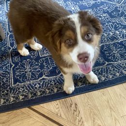 Peter - Australian Shepherd puppy in Oregon from Willamette Valley Australian Shepherds