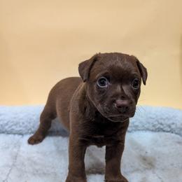 Mozzarella - female Patterdale Terrier puppy in Yucaipa, California from Moormont Kennels