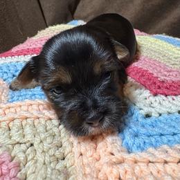 Gummy Bear - Black and gold male Yorkshire Terrier puppy in Florence, Alabama from Yorkies of Forest Creek