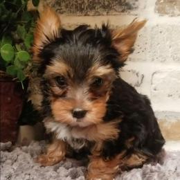 Ari - Blue and gold male Yorkshire Terrier puppy in Hot Springs, Arkansas from Kimberly's Lovable Littles