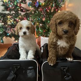 Cavapoo Puppies from The West Family