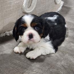 Ocean - Tri-color male Cavalier King Charles Spaniel puppy in Binger, Oklahoma from King of the Hill Cavaliers