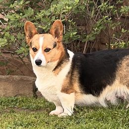 Tennessee - Pembroke Welsh Corgi