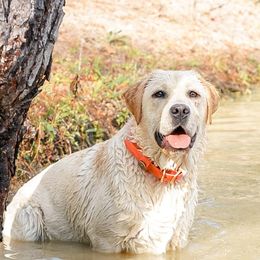 Quinn - Labrador Retriever