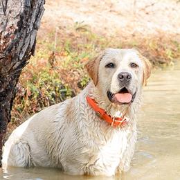 Quinn - Labrador Retriever