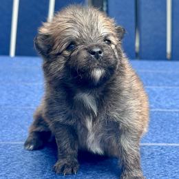 Nala - Orange female Pomeranian puppy in New Lenox, Illinois from Illinois Poms