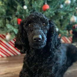 Assorted Doodle Crosses and Poodles from Northside Doodles and Poodles