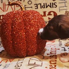 Borzoi and Silken Windhound Puppies from Envious Borzoi & Silken Windhounds