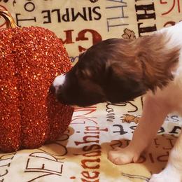 Borzoi and Silken Windhound Puppies from Envious Borzoi & Silken Windhounds