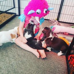 Basset Hound Puppies from Howlin Hounds