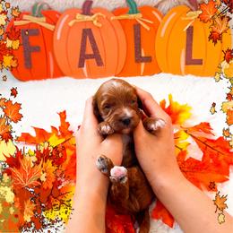 Friday - Red  male Goldendoodle puppy in Kissimmee, Florida from Poodle Doodle Kennels