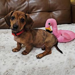 Storm - Dapple female Dachshund puppy in Rio Grande City, Texas from Hounds All Night