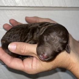 Girl 4 - female Aussiedoodle puppy in Kings Mountain, North Carolina from Champion Farms Doodles