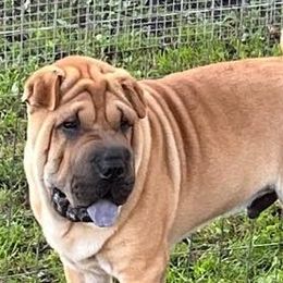 Chinese Shar-Pei from Zipprich Pups