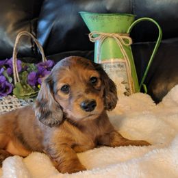 Dachshund and Karakachan Puppies from vom Treuen Wachter