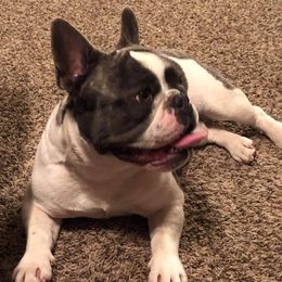 Riggins - French Bulldog