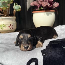 Boy 1 - Black and tan male Dachshund puppy in Santa Rosa, California from Signature Mini Dachshunds