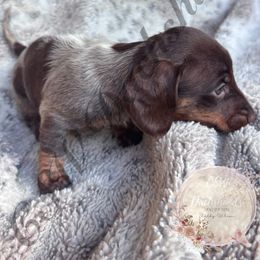 Callie - Piebald female Dachshund puppy in Lufkin, Texas from CSW Dachshunds