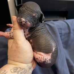 Chunky Monkey - Black white and tan female Xoloitzcuintli puppy in Manitowoc, Wisconsin from Wonderland Kennel