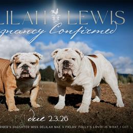 Bulldog puppies from Fields’ Folly