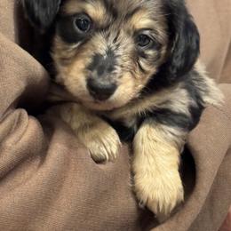 Dachshund Puppies from Shadow Ridge Farms