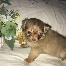 Chihuahua Puppies from Chilove Chihuahuas