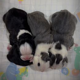 Boston Terrier Puppies from Candi's Boston Terriers