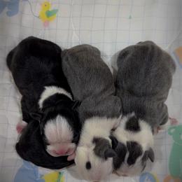 Boston Terrier Puppies from Candi's Boston Terriers