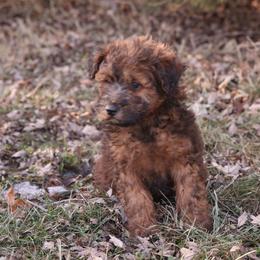 Joey - Red male Whoodle puppy in West Bend, Iowa from Blue Skies Terriers