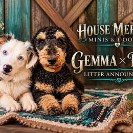 Aussiedoodle puppies from House Merrills Minis and Doodles