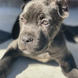 Cane Corso from High Society Cane Corso