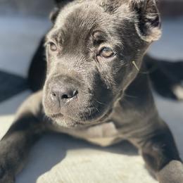 Cane Corso from High Society Cane Corso