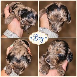 Boy 4 - Dapple male Dachshund puppy in Strong, Arkansas from Dachshunds R Us