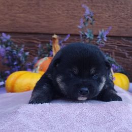 Marshmallow - Black and tan male Shiba Inu puppy in Clayton, Illinois from Adorable-Puppies