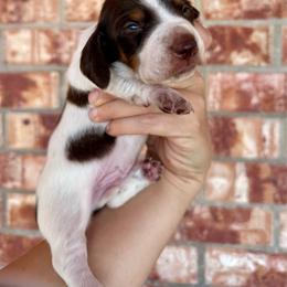 Mojave - Piebald male Dachshund puppy in Deming, New Mexico from FoxieDoxies of New Mexico