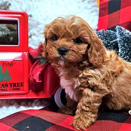 Butterscotch - Red male Cavapoo puppy in Marshfield, Missouri from Puppyloversplace