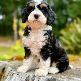 Prince Charming (Light Green Collar) - Tri-color male Bernedoodle puppy in Stanwood, Washington from Butter Cup Pups and Paws