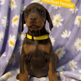 Yellow Collar - Red and rust female Doberman Pinscher puppy in Lake City, Florida from Paintedcrazy Doberman Pinchers