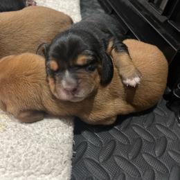 Female black and tan (Nova) - Black and brown female Basset Hound puppy in Oviedo, Florida from Boss Farms
