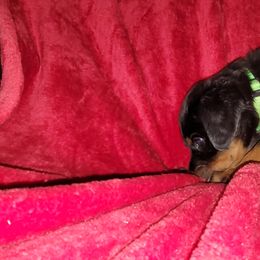 Rottweiler Puppies from Von Haus of Pearl