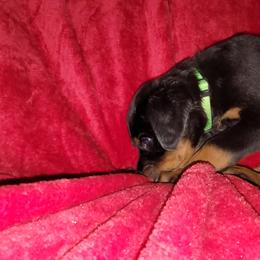 Rottweiler Puppies from Von Haus of Pearl