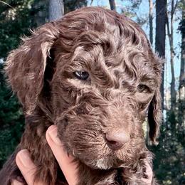 Pudding - Chocolate male Goldendoodle puppy in Wake Forest, North Carolina from Wake Forest Darling Doodles