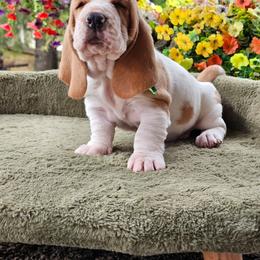Green Boy Waylon - Lemon and white male Basset Hound puppy in Foley, Alabama from Jubilee Basset Hounds
