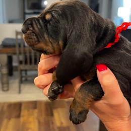 Black and Tan Coonhound Puppies from Classic Coonhounds